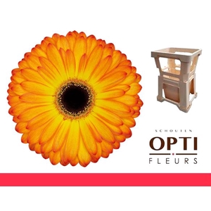 Gerbera Catwalk Water