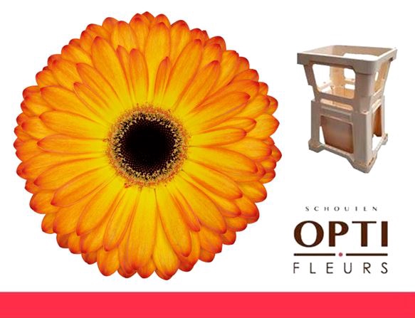 <h4>Gerbera Catwalk Water</h4>