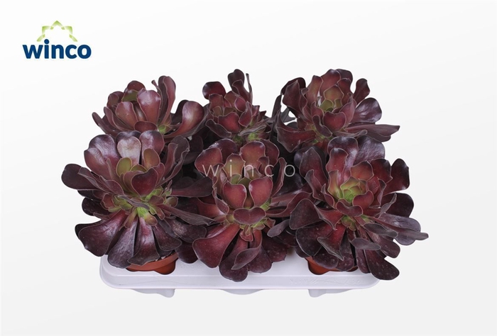 <h4>Aeonium Ab. Velours</h4>