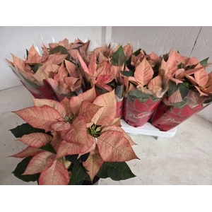 EUPHOR P ICE PRINCES