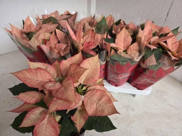 <h4>EUPHOR P ICE PRINCES</h4>