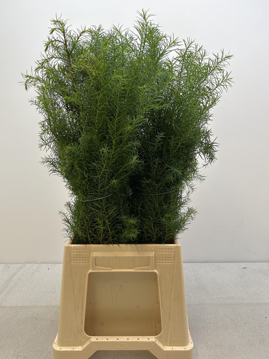 CRYPTOM J ELEGANS PB