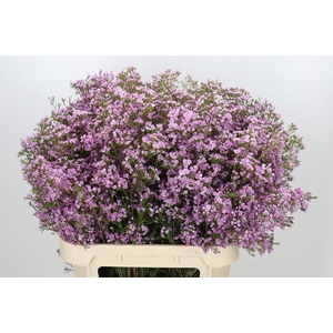 Chamelaucium Pirouette