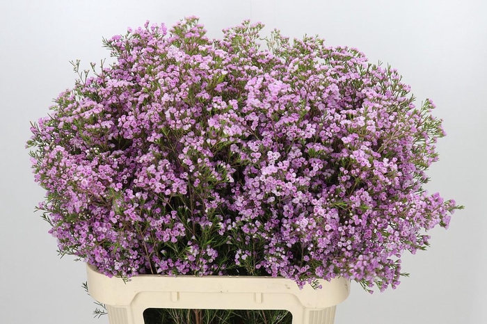 <h4>Chamelaucium Pirouette</h4>