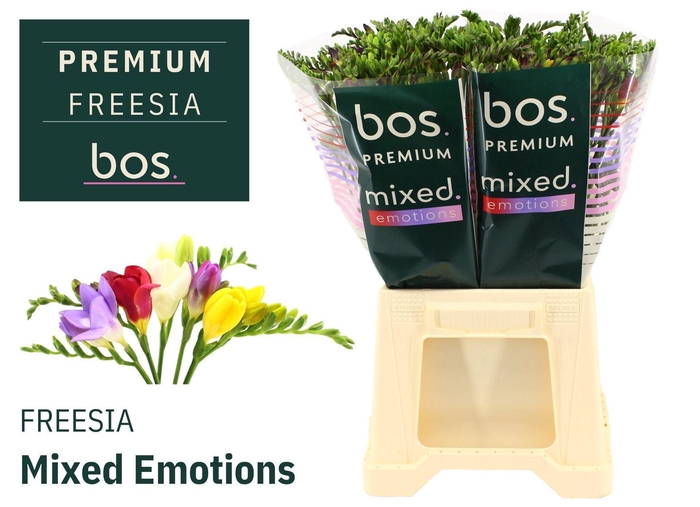 <h4>Freesia enk Mix</h4>