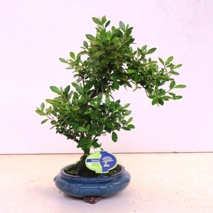 rhododendron indicum, 23 cm shape without driptray