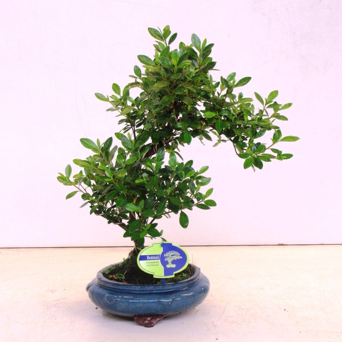 <h4>rhododendron indicum, 23 cm shape without driptray</h4>