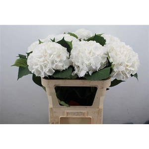 Hydr M Ch Whi Verena 80 Cm