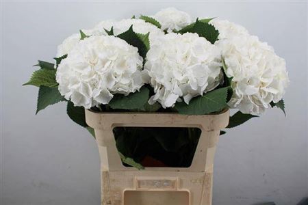 <h4>Hydr M Ch Whi Verena 80 Cm</h4>