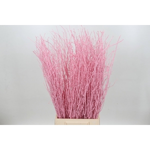 Berk Painted Pink Light Per Bunch