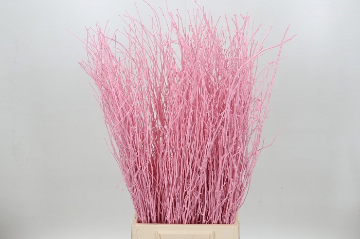 <h4>Berk Painted Pink Light Per Bunch</h4>