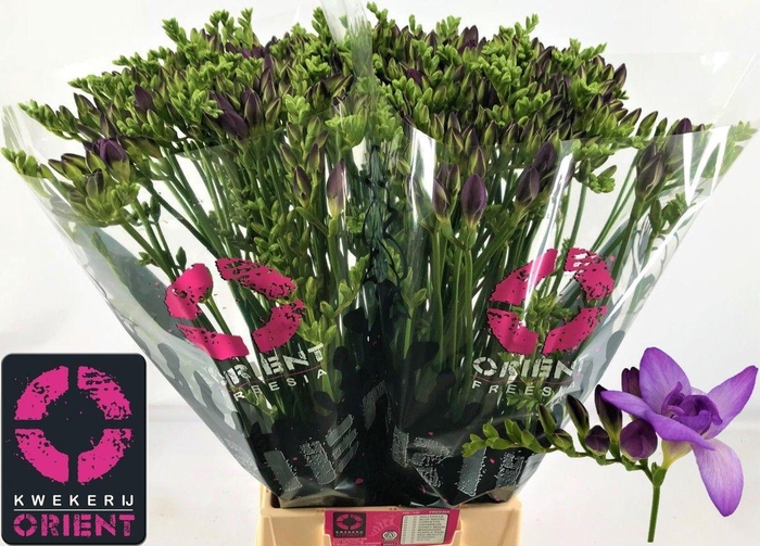 <h4>FR DU BISCAYA</h4>