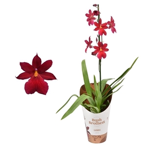 Cambria 'Nelly Isler' Red Velvet 1 tak 12 cm