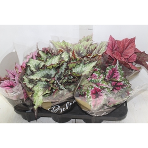 BEGONIA BELEAF P15 PO