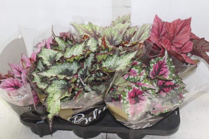 <h4>BEGONIA BELEAF P15 PO</h4>