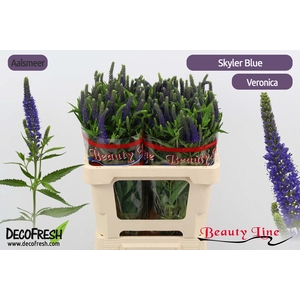 Veronica Skyler Blue