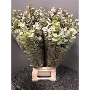 Euca Cine Autunno 200