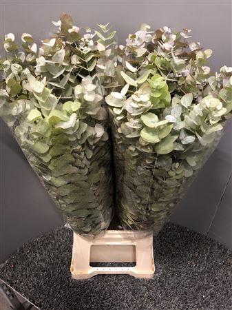 <h4>Euca Cine Autunno 200</h4>