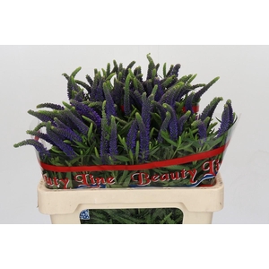 Veronica Skyler Blue