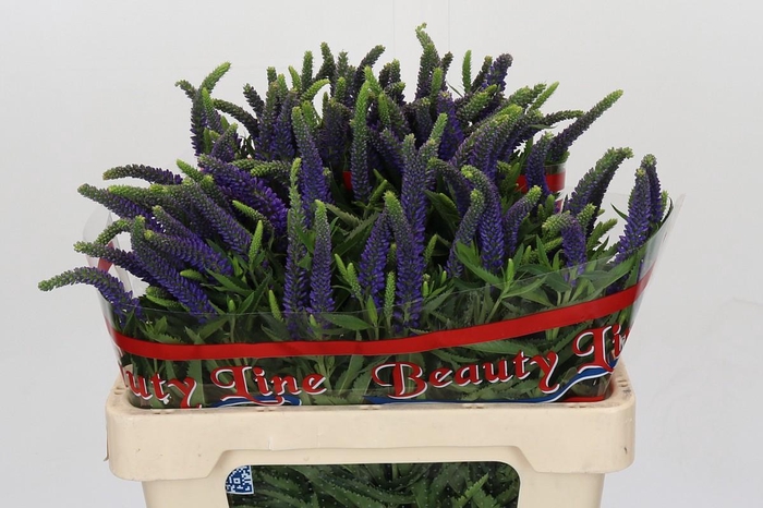 <h4>Veronica Skyler Blue</h4>