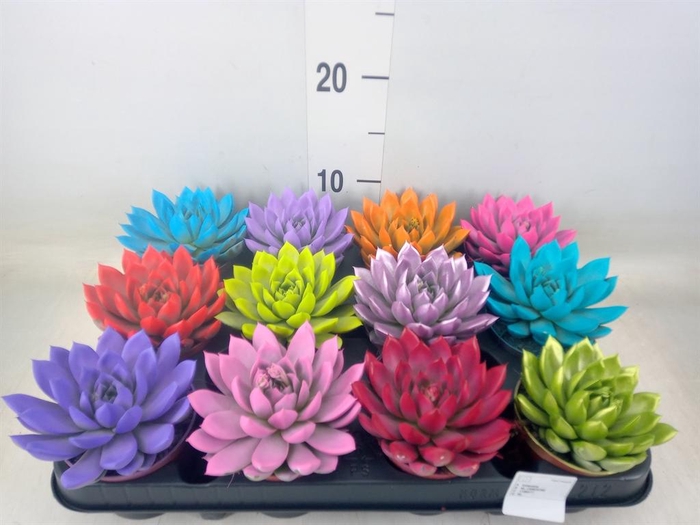 <h4>Echeveria  'Miranda'</h4>