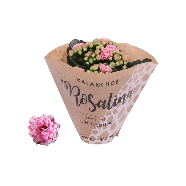 <h4>Kalanchoe Rosalina 06cm rozewit in papieren hoes</h4>