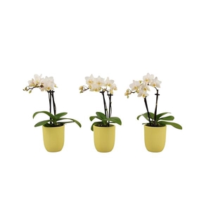 Hugo Citrus Tiny Dolls Wit 2T12+ Aqu@