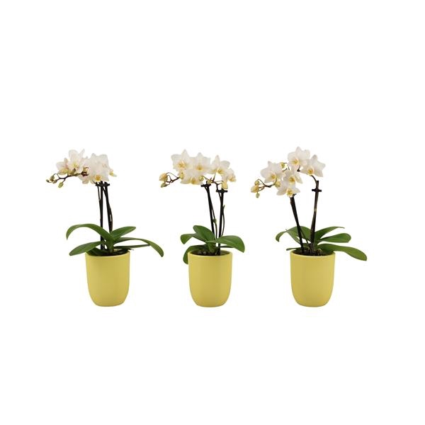 <h4>Hugo Citrus Tiny Dolls Wit 2T12+ Aqu@</h4>