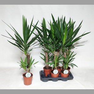 YUCCA