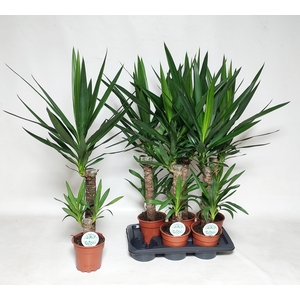 YUCCA