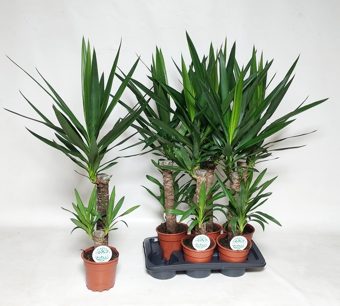 <h4>YUCCA</h4>