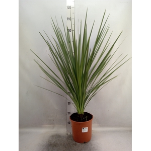 Cordyline indivisa