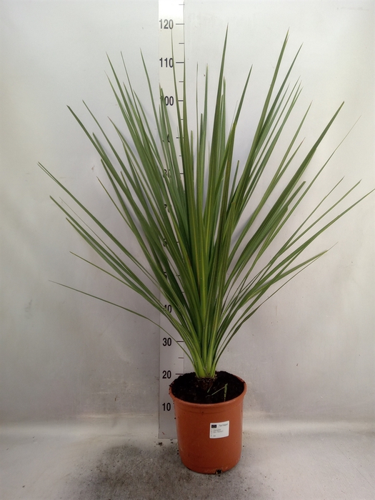 <h4>Cordyline indivisa</h4>