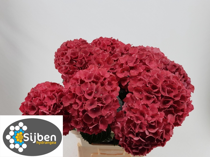 <h4>HYDR M MAG RUBYRED</h4>