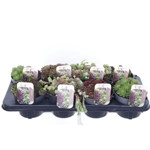 Sempervivum gemengd