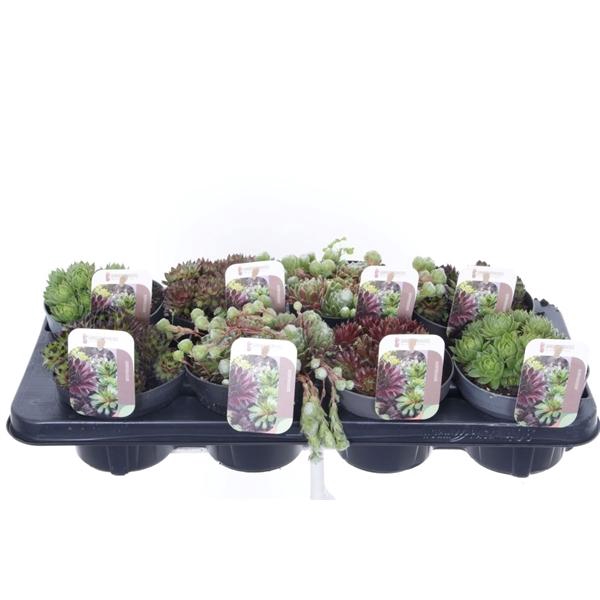 <h4>Sempervivum gemengd</h4>