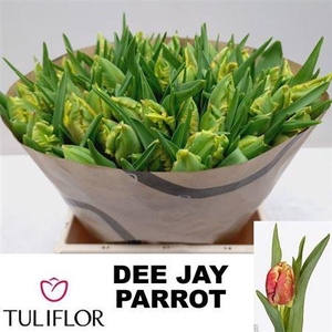 Tu Pa Dee Jay Parrot
