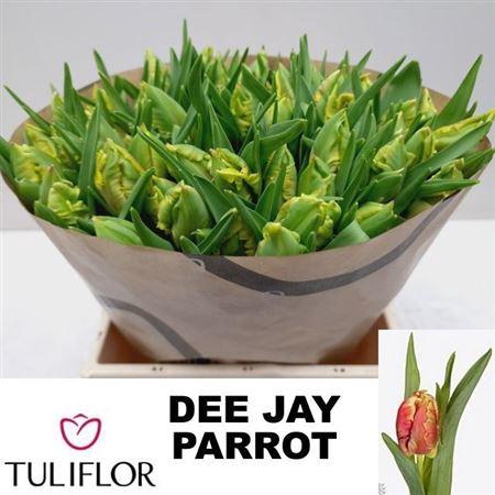 <h4>Tu Pa Dee Jay Parrot</h4>