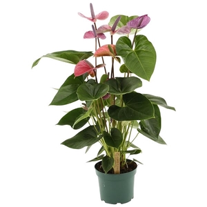 Anthurium Cavalli 17cm