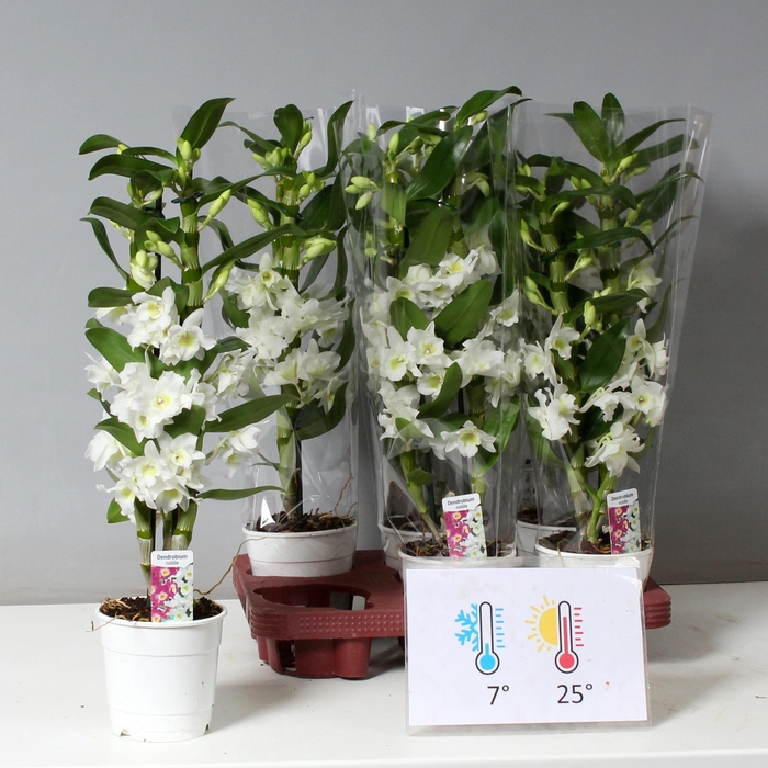 <h4>DENDR N SC APOLLON</h4>