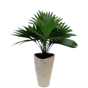 Livistona rotundifolia in susan pot met schors