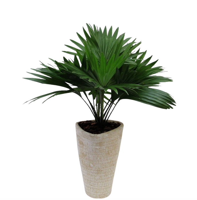 <h4>Livistona rotundifolia in susan pot met schors</h4>