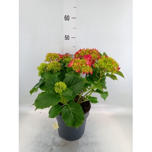 Hydrangea mac. 'Hi Fire'