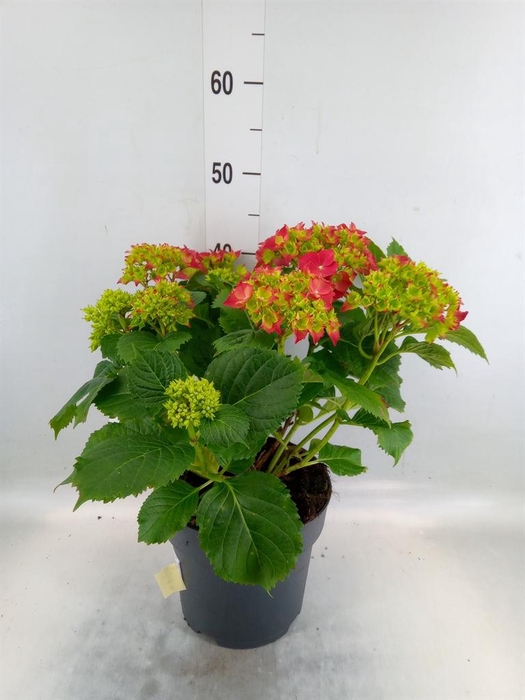 <h4>Hydrangea mac. 'Hi Fire'</h4>