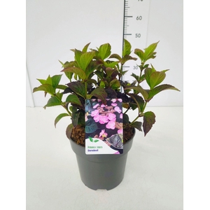 Hydrangea serrata
