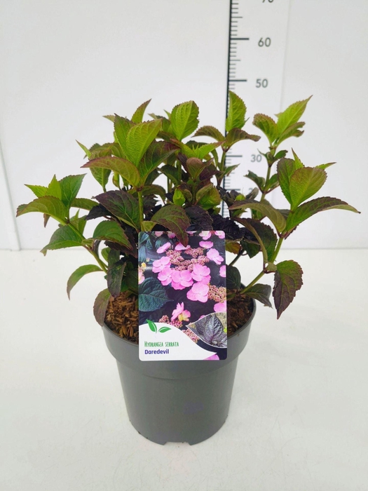 <h4>Hydrangea serrata</h4>