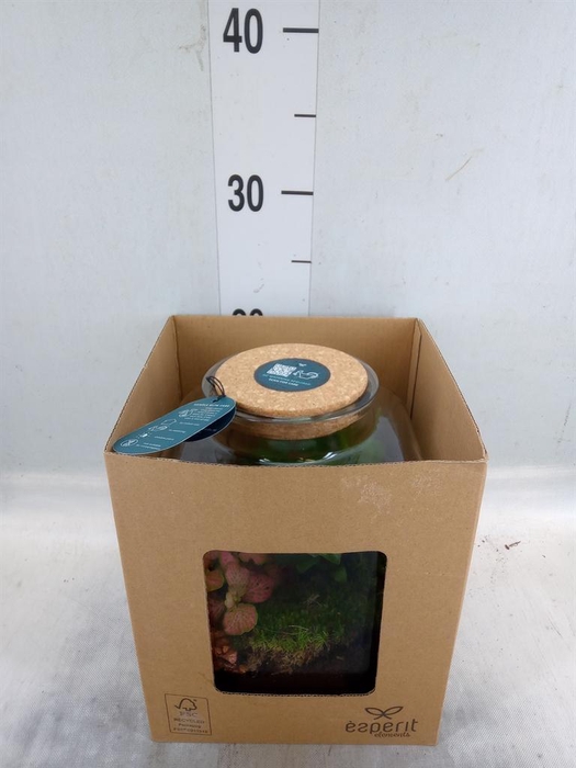 <h4>Arr. Planten H%</h4>