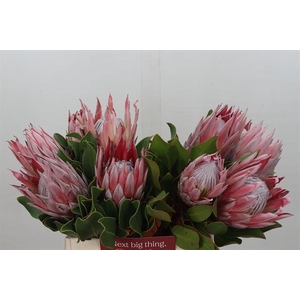 PROTEA CYNAROIDES