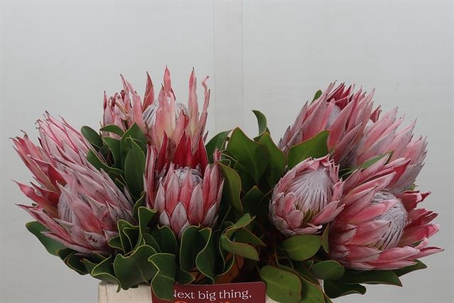 <h4>PROTEA CYNAROIDES</h4>