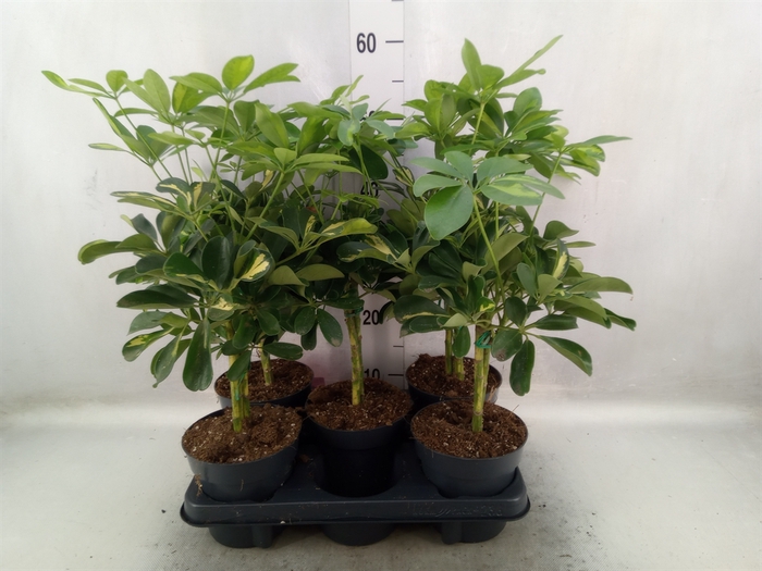 <h4>Schefflera arbor. 'Gold Capella'</h4>